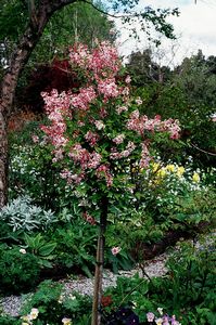 Syringa microphylla Superba